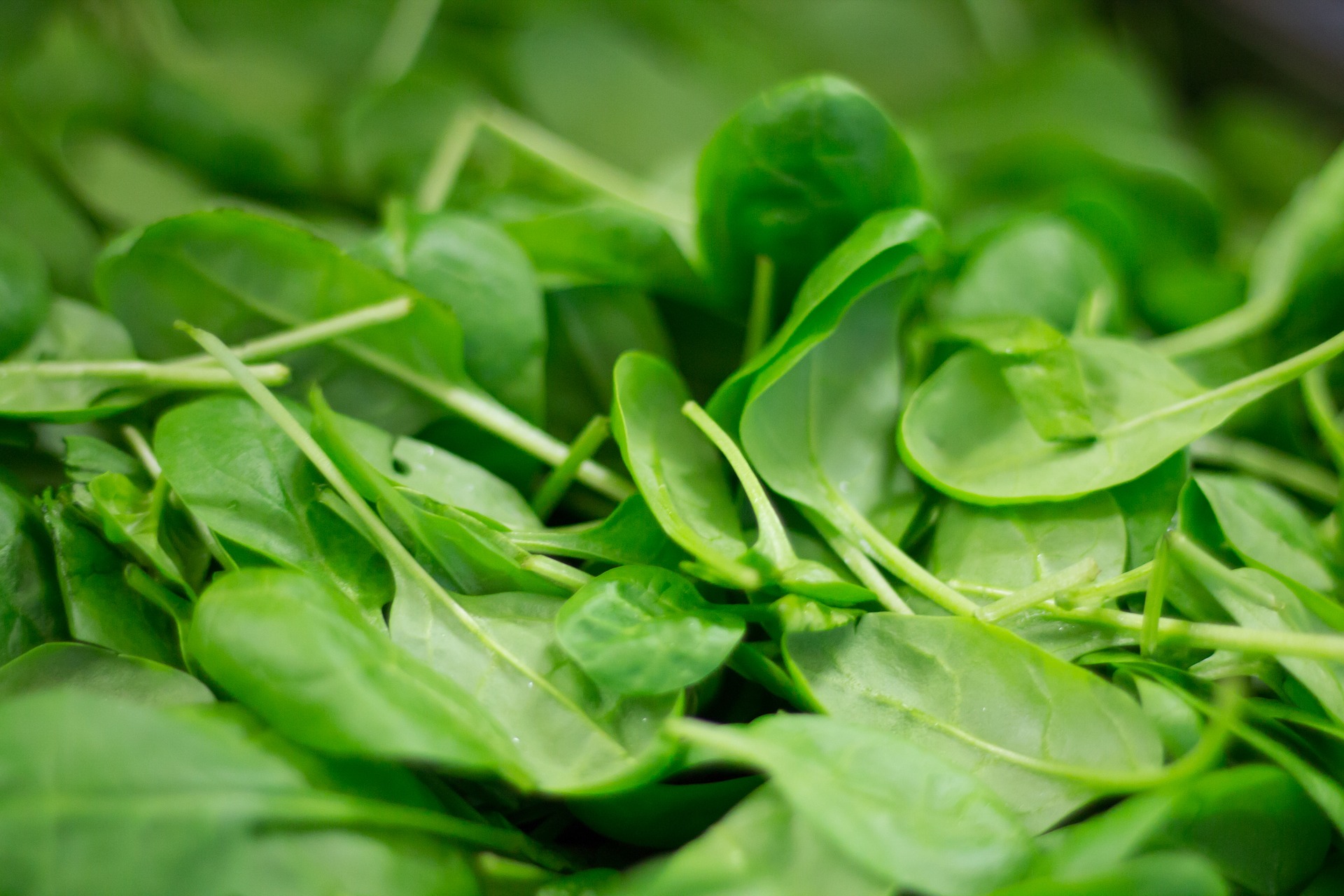 i cani possono mangiare gli spinaci