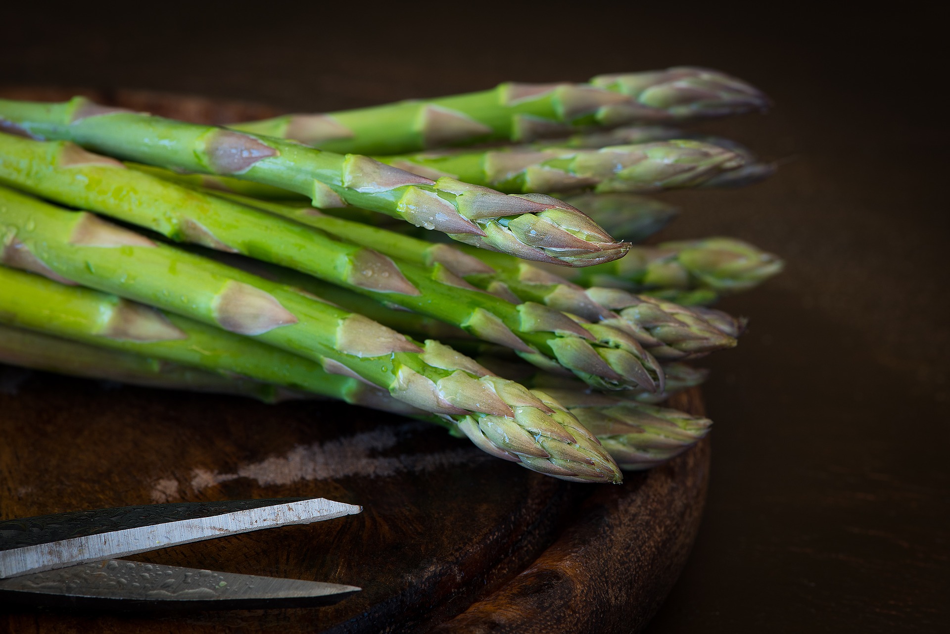 i cani possono mangiare gli asparagi