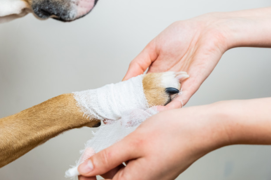 prezzi veterinario a domicilio