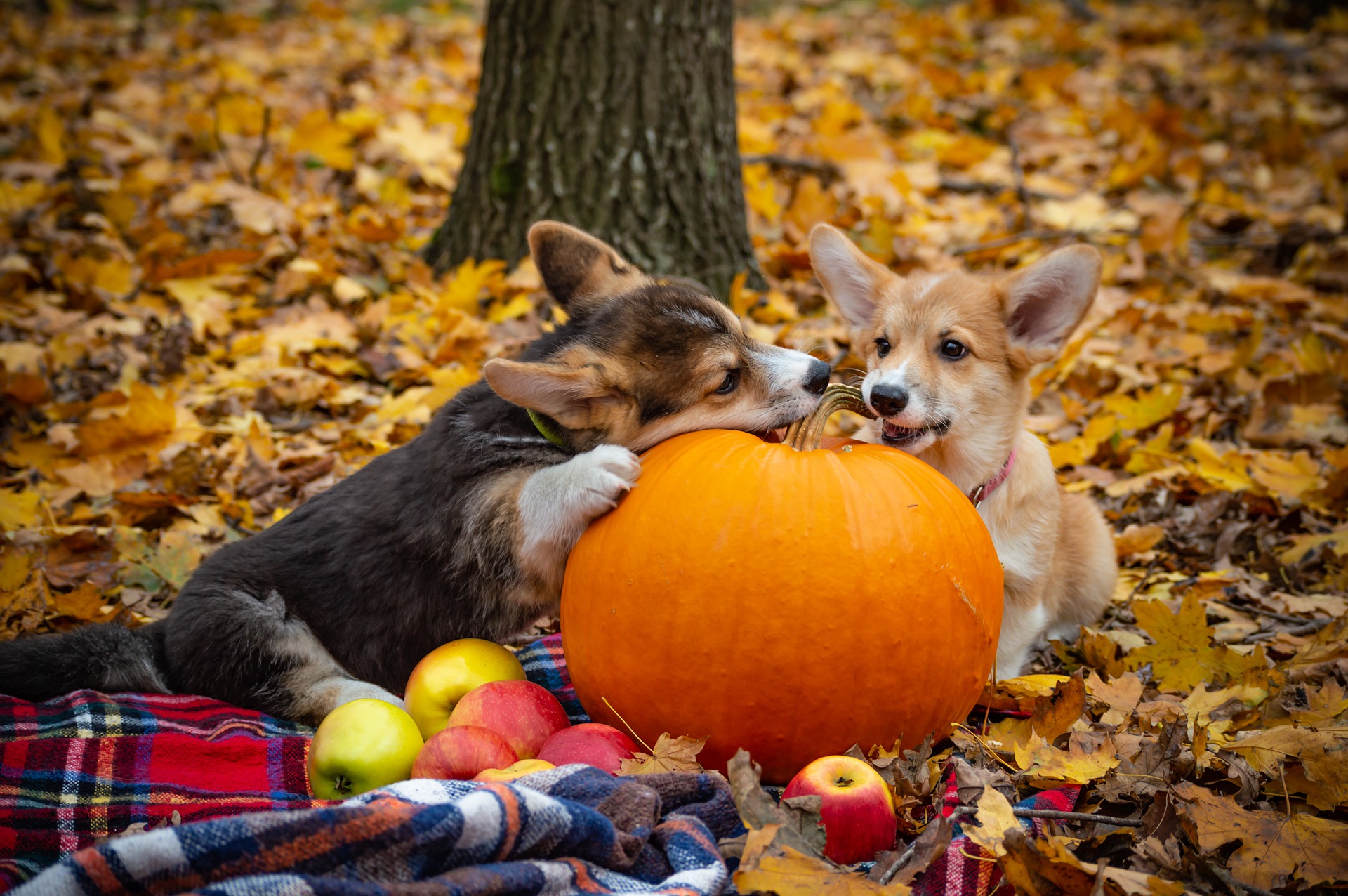 i cani possono mangiare la zucca