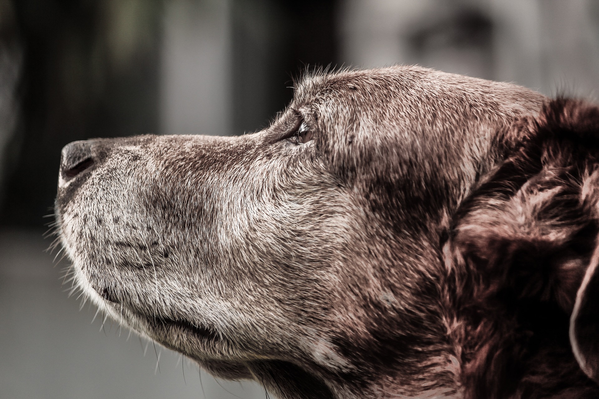 sindrome di cushing nel cane