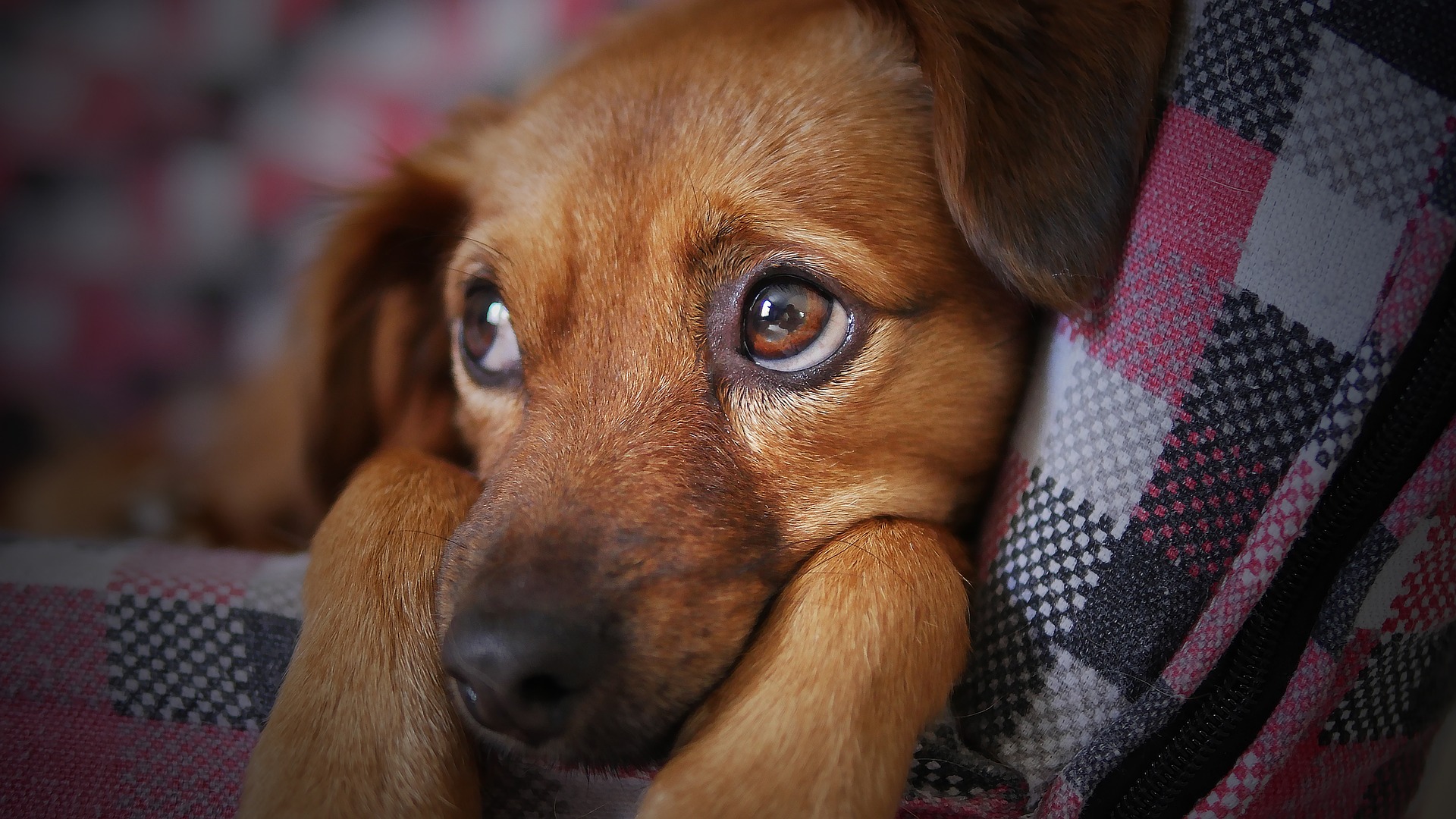 tumore al fegato cane