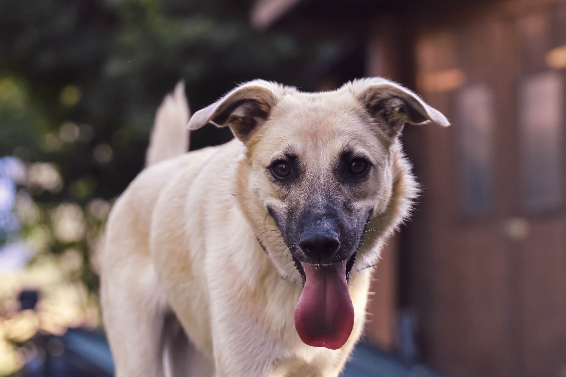 I cani sudano davvero? Ecco svelata la verità - AmicoVet