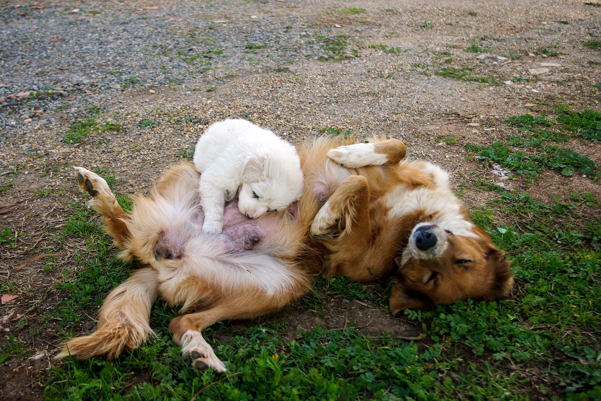 Aborto spontaneo nel cane