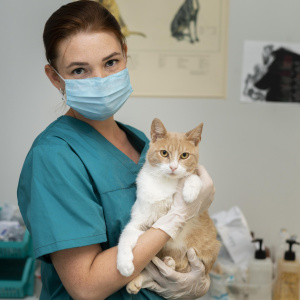 vaccino gatto a domicilio