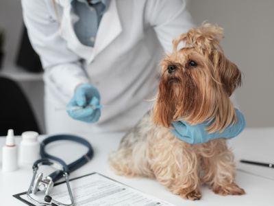 vaccino cane a domicilio